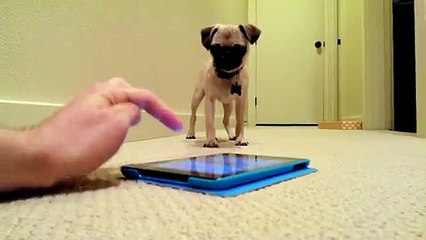 Un bébé chien joue avec une appli iPad qui fait des pets!