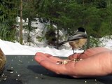 Black-Capped Chickadee & Chestnut-Backed Chickadee