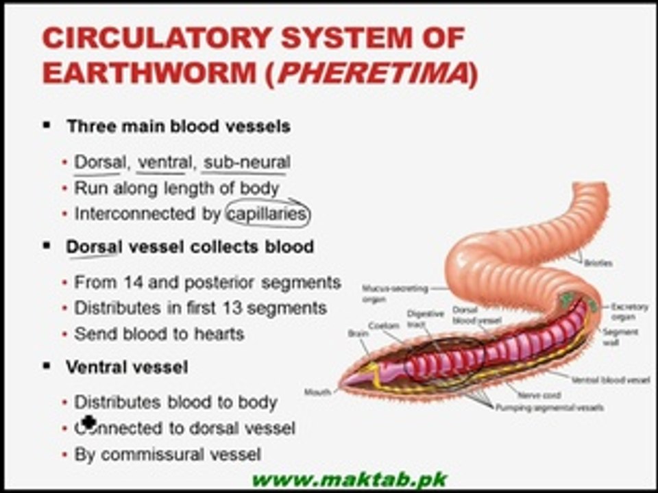 FSc Biology Book1, CH 14, LEC 8; Closed circulatory system