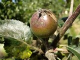 Apple scab- a common disease of apples and pears