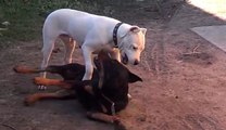 Dogo Argentino vs Rottweiler