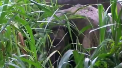 Saving the Borneo Elephant(full documentary)HD
