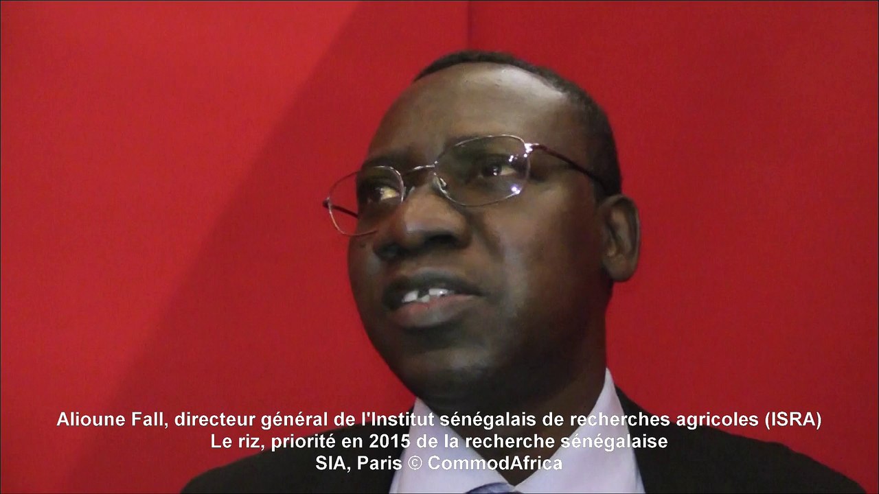 Alioune Fall, directeur général ISRA : Le riz, priorité de la recherche au Sénégal