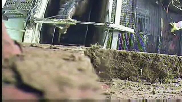 Truth About Canadian Horse Slaughter - Dr. Temple Grandin