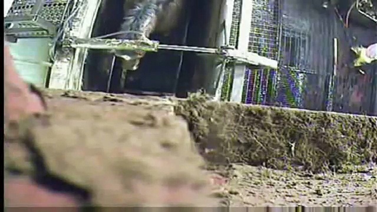 Truth About Canadian Horse Slaughter - Dr. Temple Grandin