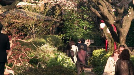 Japón se sumerge en cerezos en flor