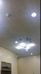 What is this giant flying insect?