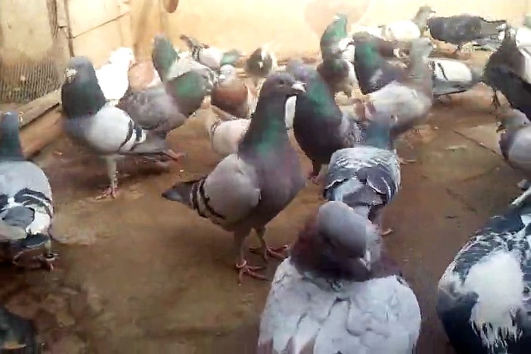 Racing Pigeons in Peshawar (Qazi Naveed 0321 9186878)