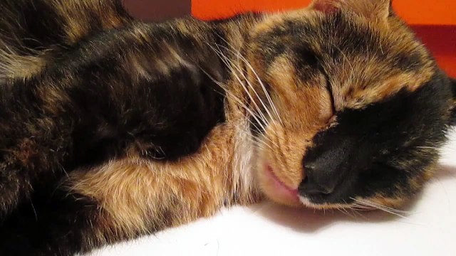 Cat drinks milk while sleeping