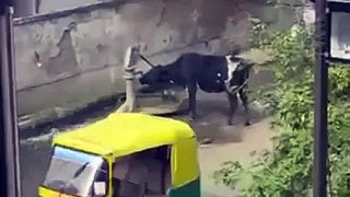 Cow Dinking Water By Herself Video - Video Dailymotion