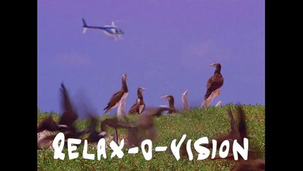 Zombie to Skeleton w_ RELAX O VISION! Minecraft Animation