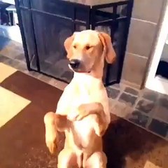 Dog playing the next level Play Dead trick