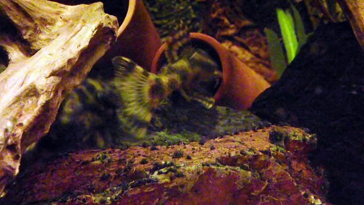Peckoltia vittata 03 avril 2015