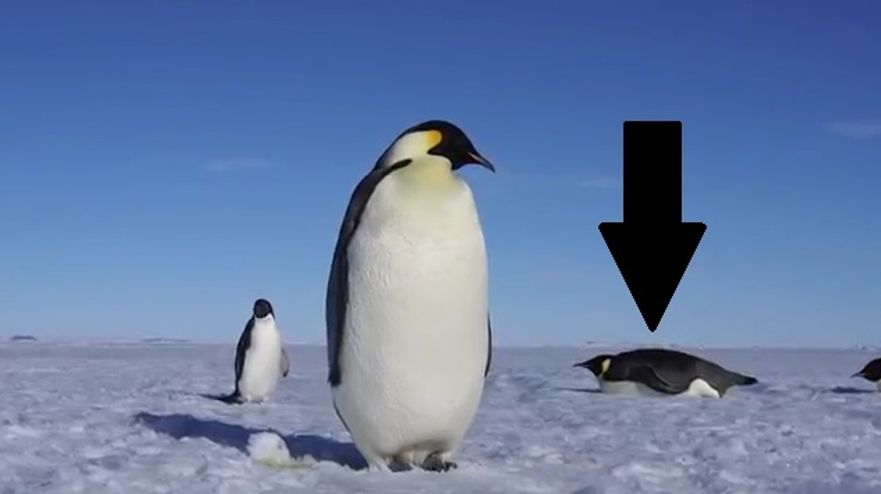 Adelie Pengueni