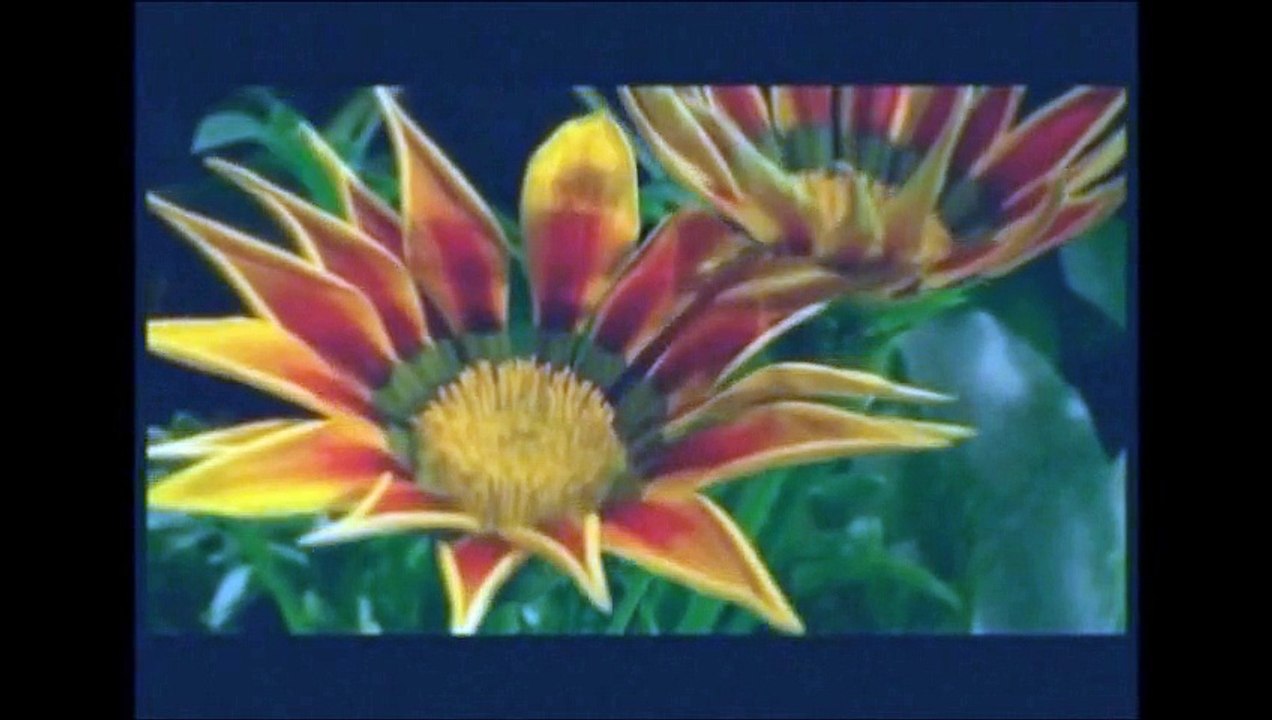 "Если бы ты знал..." Виолетта Дядюра (VIA-Летта) & Андрей Ковалев