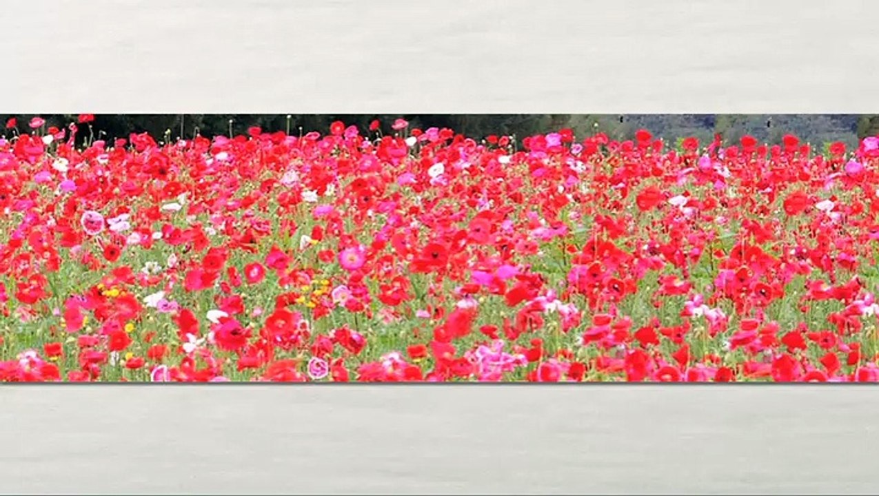 Dentistry Patient Testimonial - Hartford, CT - Dr. Steven Balloch