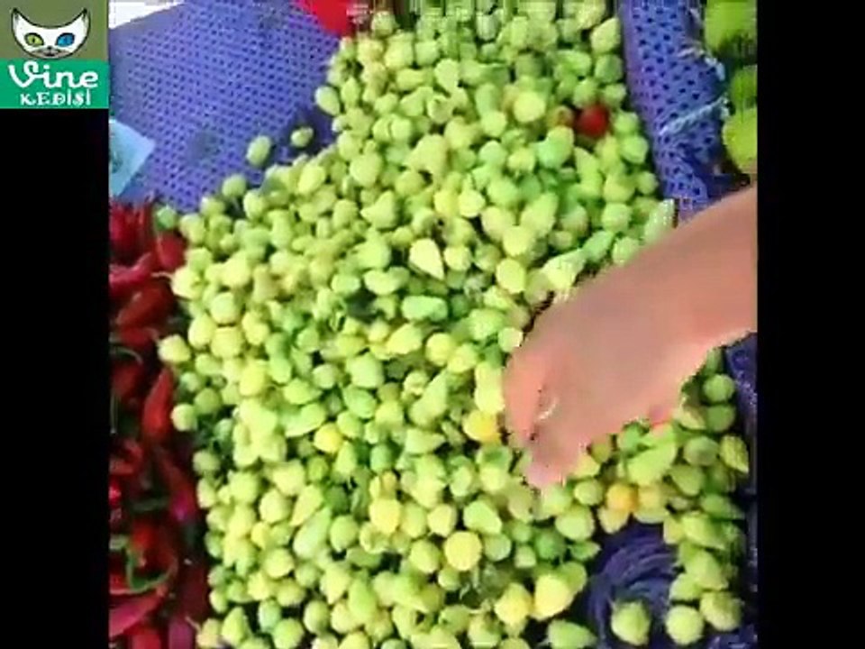 Salih Zafer Kunt Tüm Vine'ları ★ En iyi Vine Derlemesi (Güncel) ★ En Yeni Vine Kolajı HD