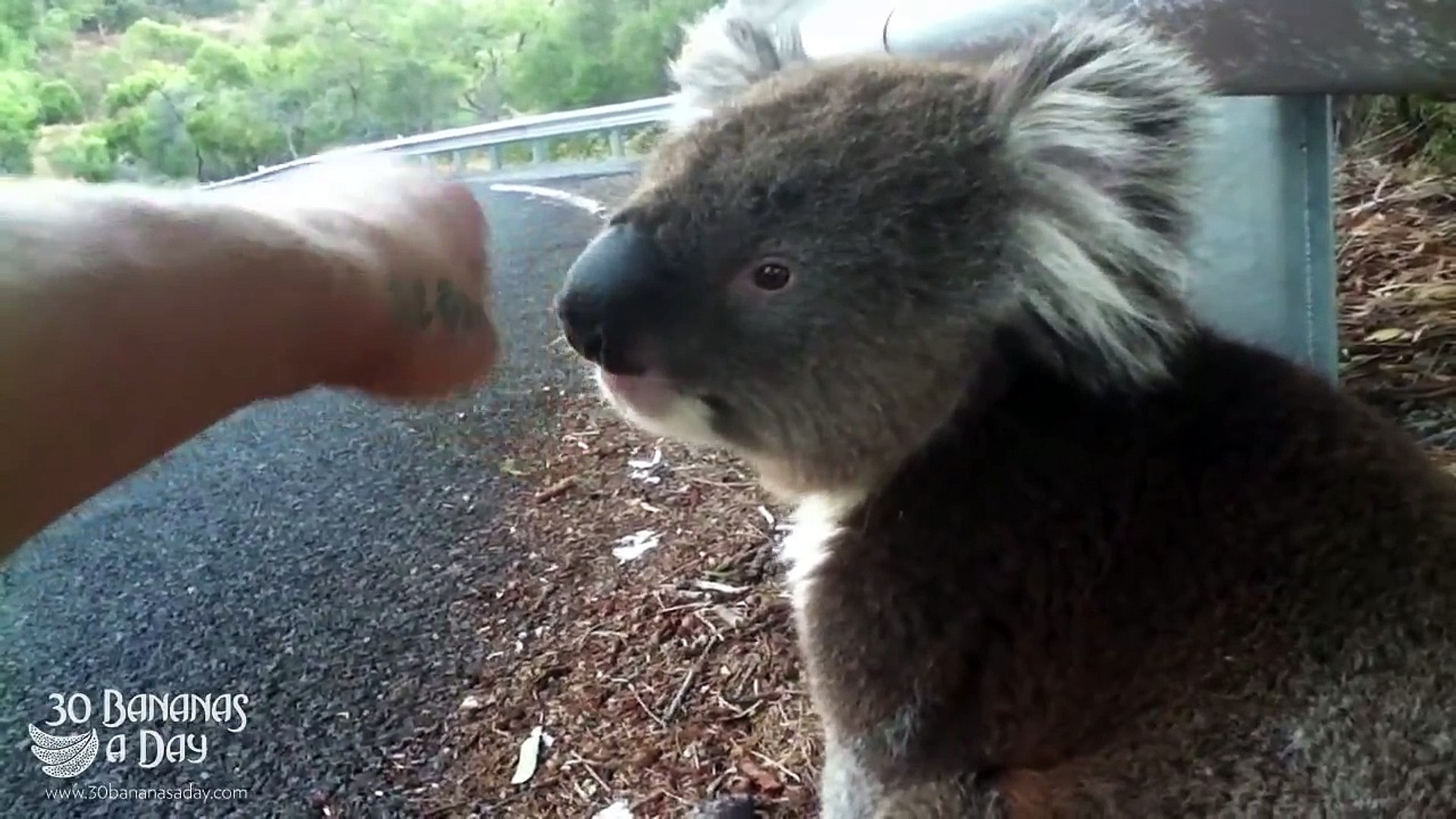 KOALA being stroked by cyclist and drinking out of bottle! ADORABLE