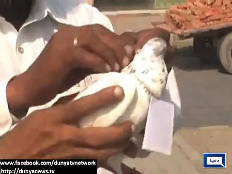 Dakho Mazay Ki Video Kabootr K Karnamay In Pakistan(Must Watch)