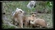 documentary exceptional Lions  rare species in view of disappearance