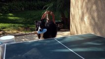 Un chien fait une partie de ping pong avec son maitre
