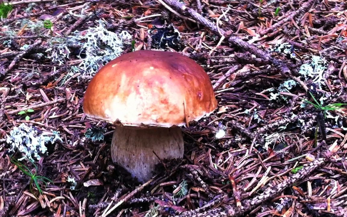 LA GUERRA BIANCA IN ADAMELLO