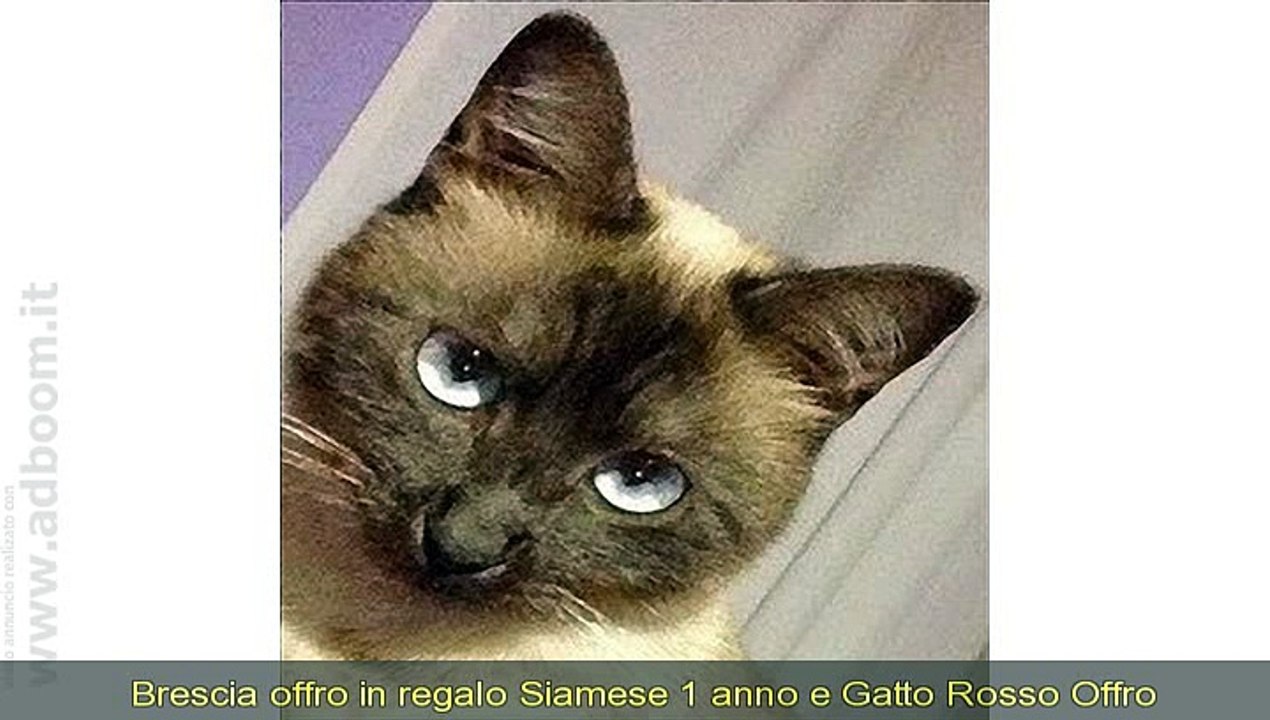 BRESCIA, IN REGALO SIAMESE 1 ANNO E GATTO ROSSO - Video Dailymotion