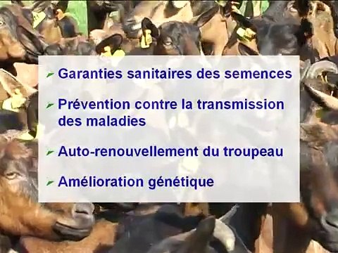 Méthodes de contrôle de la reproduction associées à l'insémination caprine 1/3