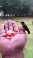Wish I could have hummingbirds come close to me like that!!