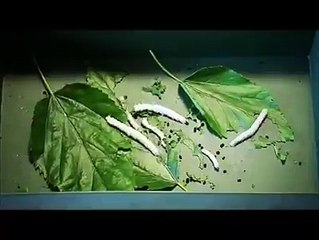 اهو كيفاش يتصنع الحرير