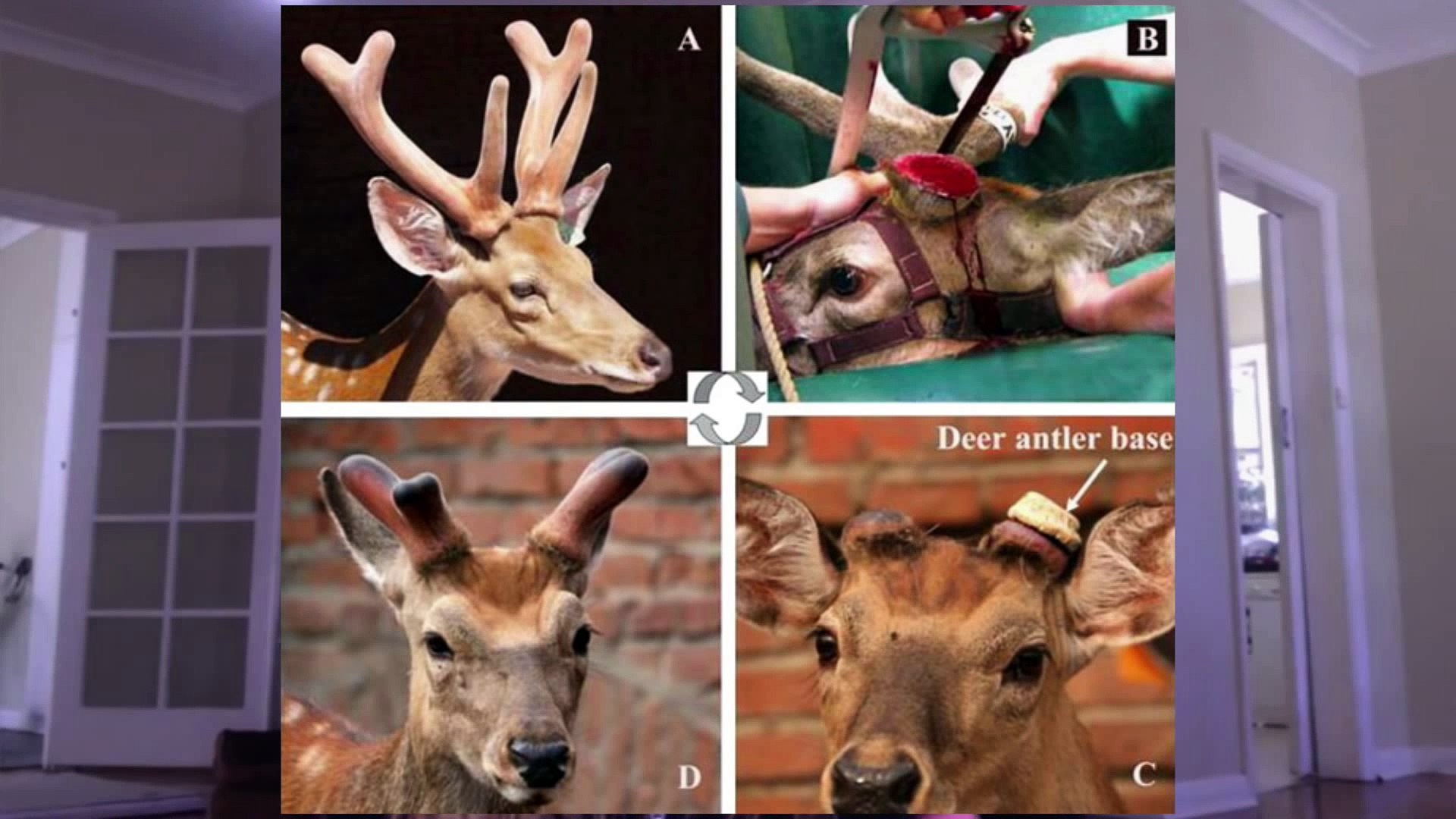 Stop selling Deer Antler, placenta, colostrum Matt Monarch,David Wolfe,Daniel Vitalis