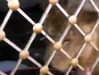 Strange - Animals - Giving Lion a Bath