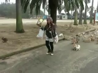 Strange - Rabbit Island In Japan - Oct 2014