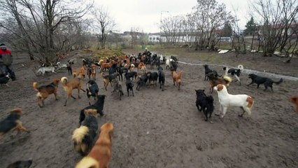 El hogar de 450 caninos en Serbia