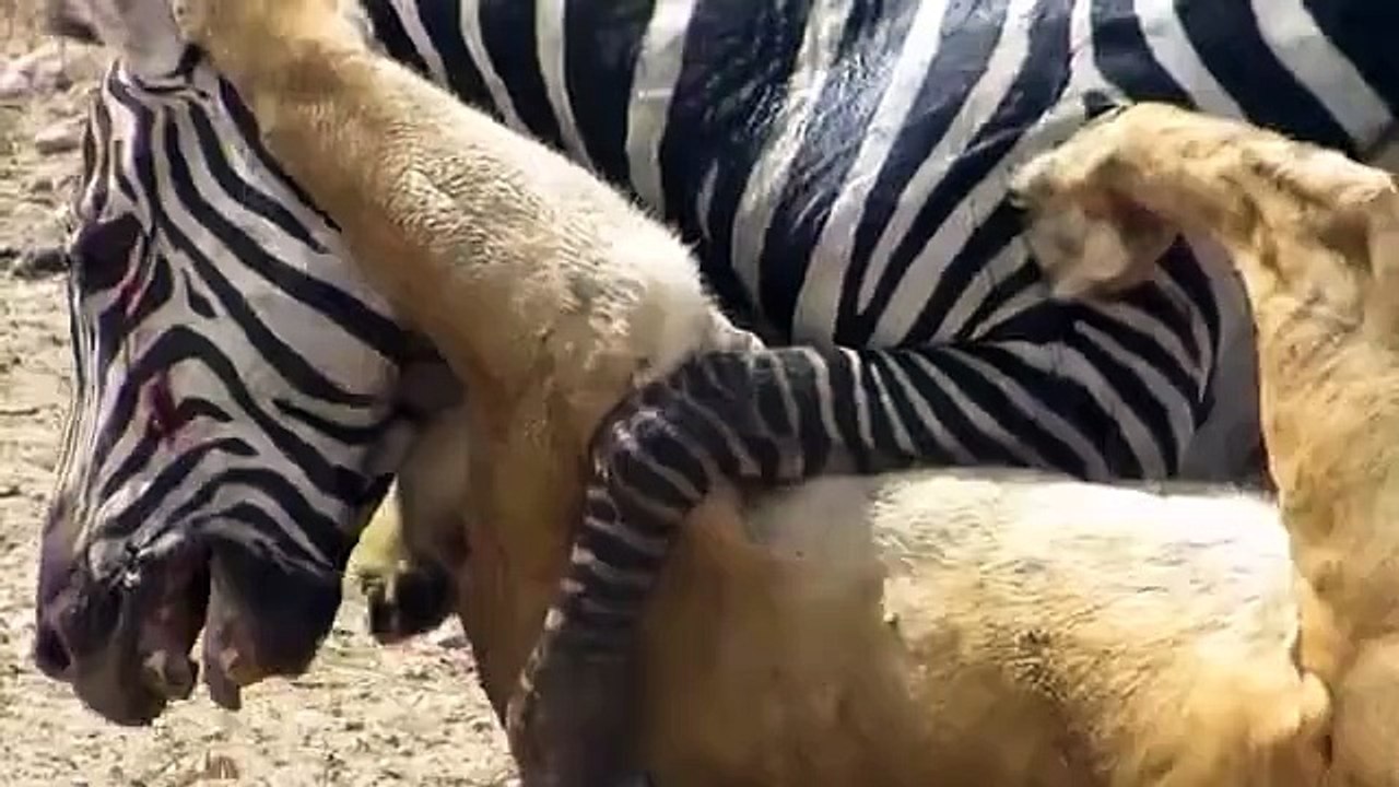 amazing lion attack