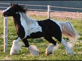 Gypsy Vanner Horses - Now we are free