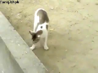 MONKY IMPRESS CAT