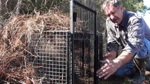 COYOTE TRAP-PROBABLY THE MOST EFFECTIVE CAGE TRAPS! Patented