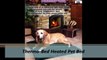 Precious Pets Paradise : Heated Dog Beds (1 877-404-7387)