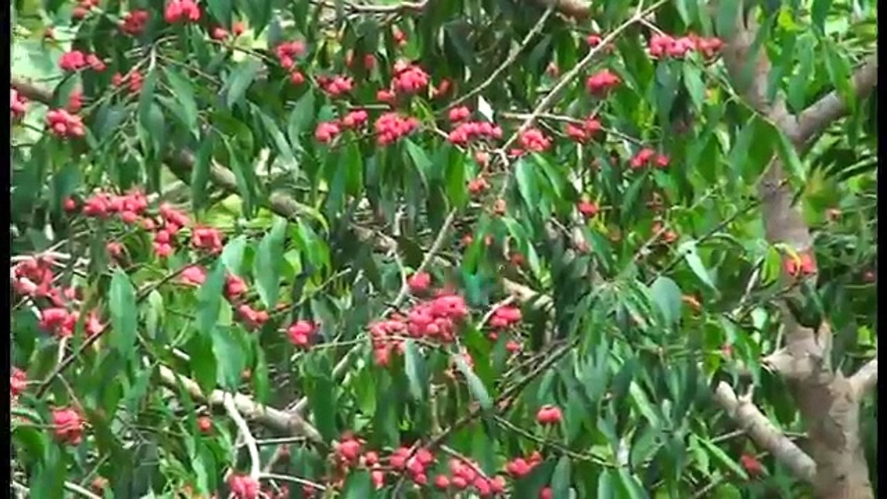 Amazon Rainforest adventure