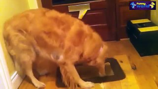 Most Funny Dogs Reacting To Lemons Compilation 2015 - Dogs 2