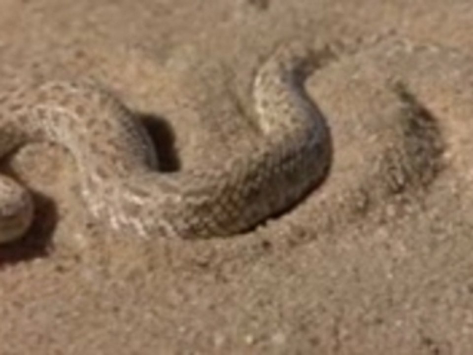 Anim-04 Comment attraper un gecko