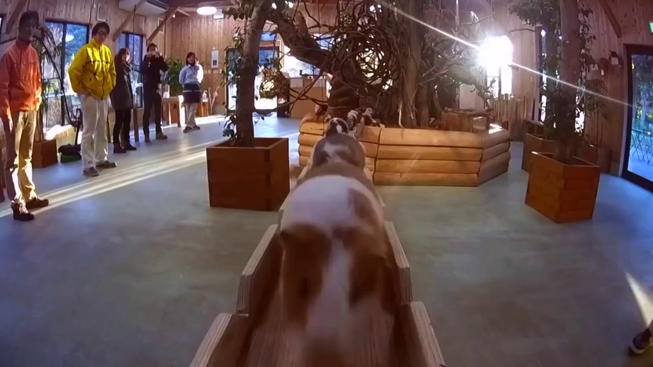 La chanson du pont des cochons d'inde. Mais WTF ?