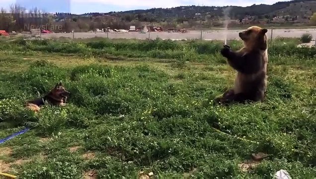 Un ours embête un chien avec un tuyau d'arrosage