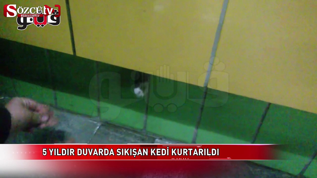 5 yıldır duvarda sıkışan kedi kurtarıldı