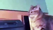 Cat Hit Another Cat From Hideout - Very Funny !