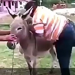 Donkey is riding on a donkey - Funny Video