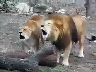 lion saying Allah - vidéo dailymotion