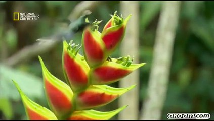 الفيلم الوثائقي طيور الطنان