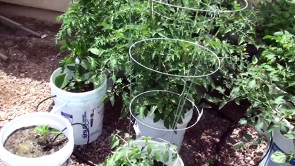 How to Make A 5 Gallon Bucket Garden